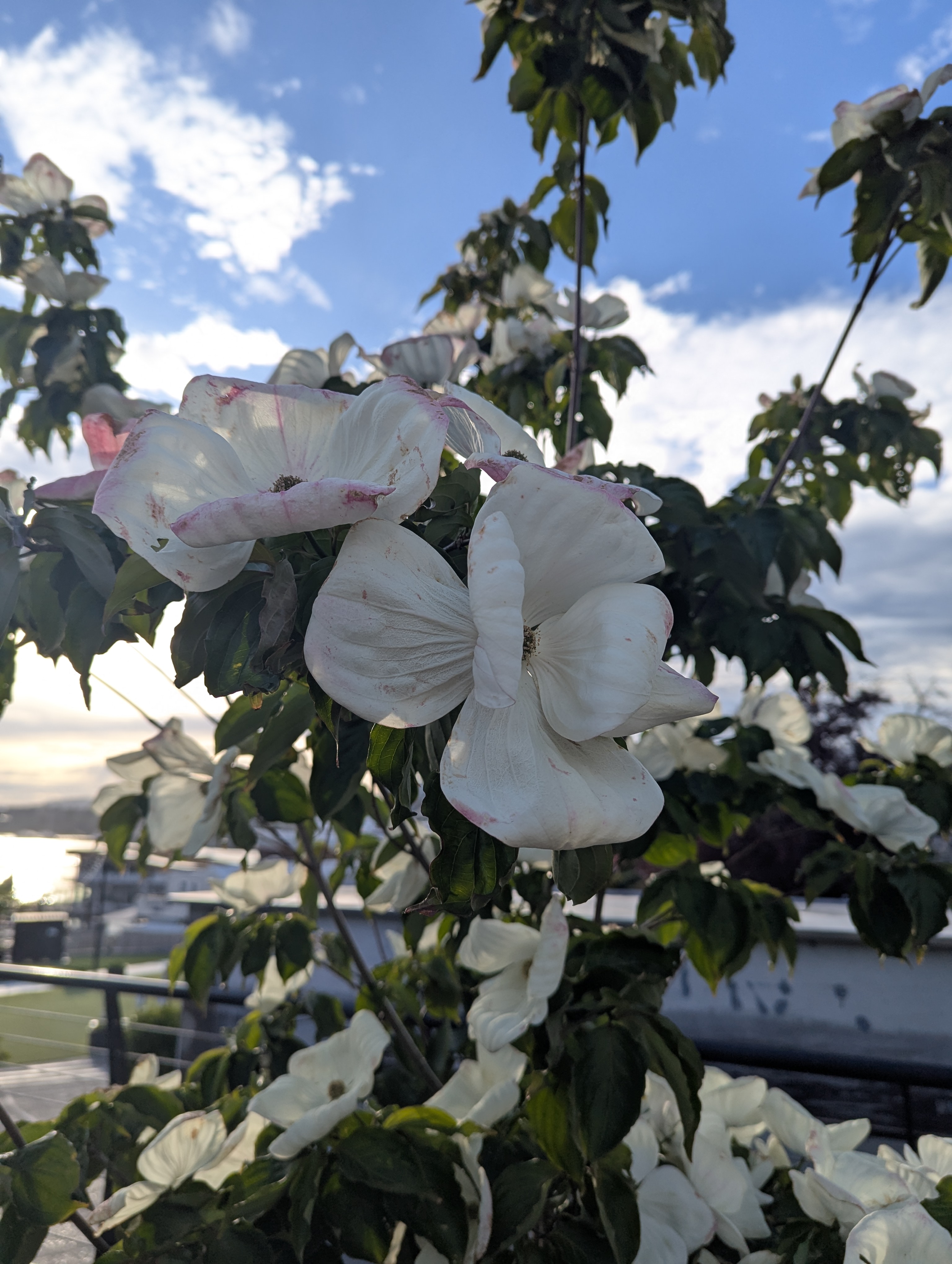 Birthday Trip to Canada, Victoria, Vancouver Island